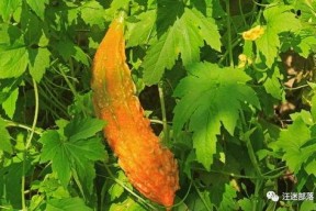 苦尽甘来娱乐吃瓜酱