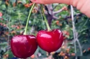 红色娱乐吃瓜视频怎么做,热门话题背后的真相与笑料